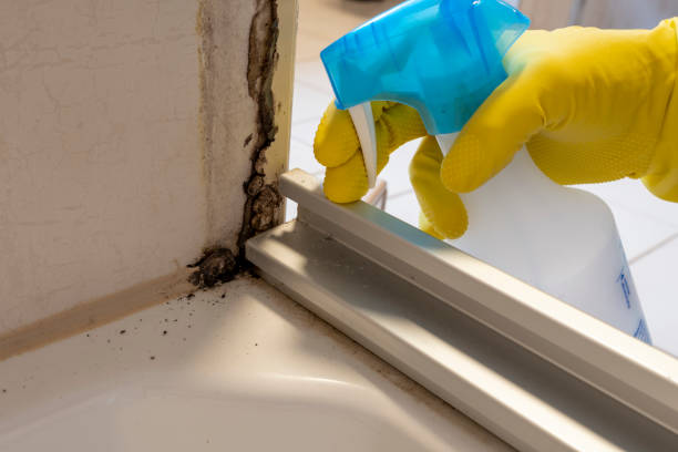 Best Post-Flood Mold Remediation in Manatee Road, FL