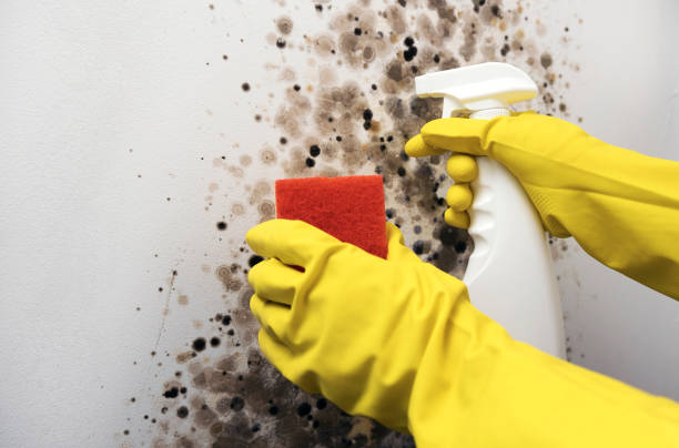Professional Mold Remediation in Manatee Road, FL